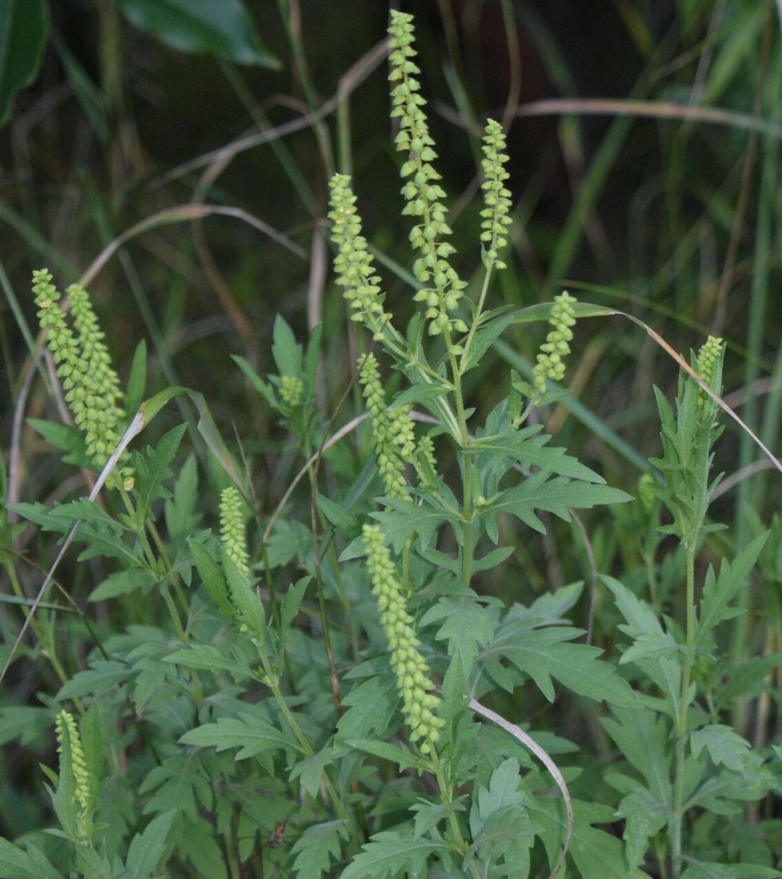 Ragweed